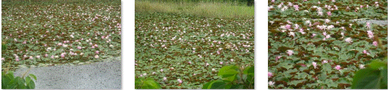 f0231709_04393943.gif