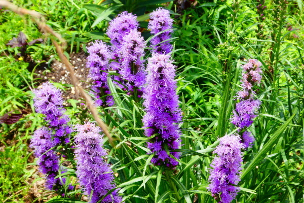 d0170615_09470377.jpg