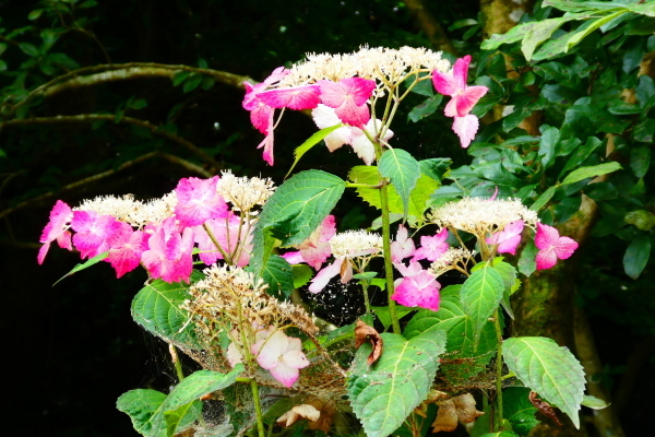 d0170615_09471901.jpg