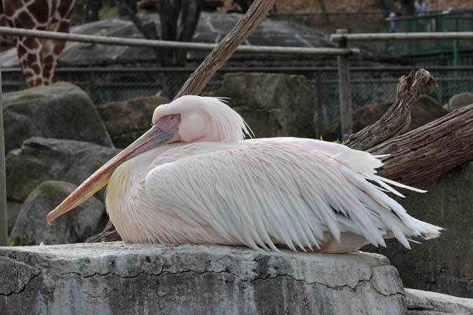 3月の多摩動物公園～サーバルジャンプ！！_b0355317_20163193.jpg