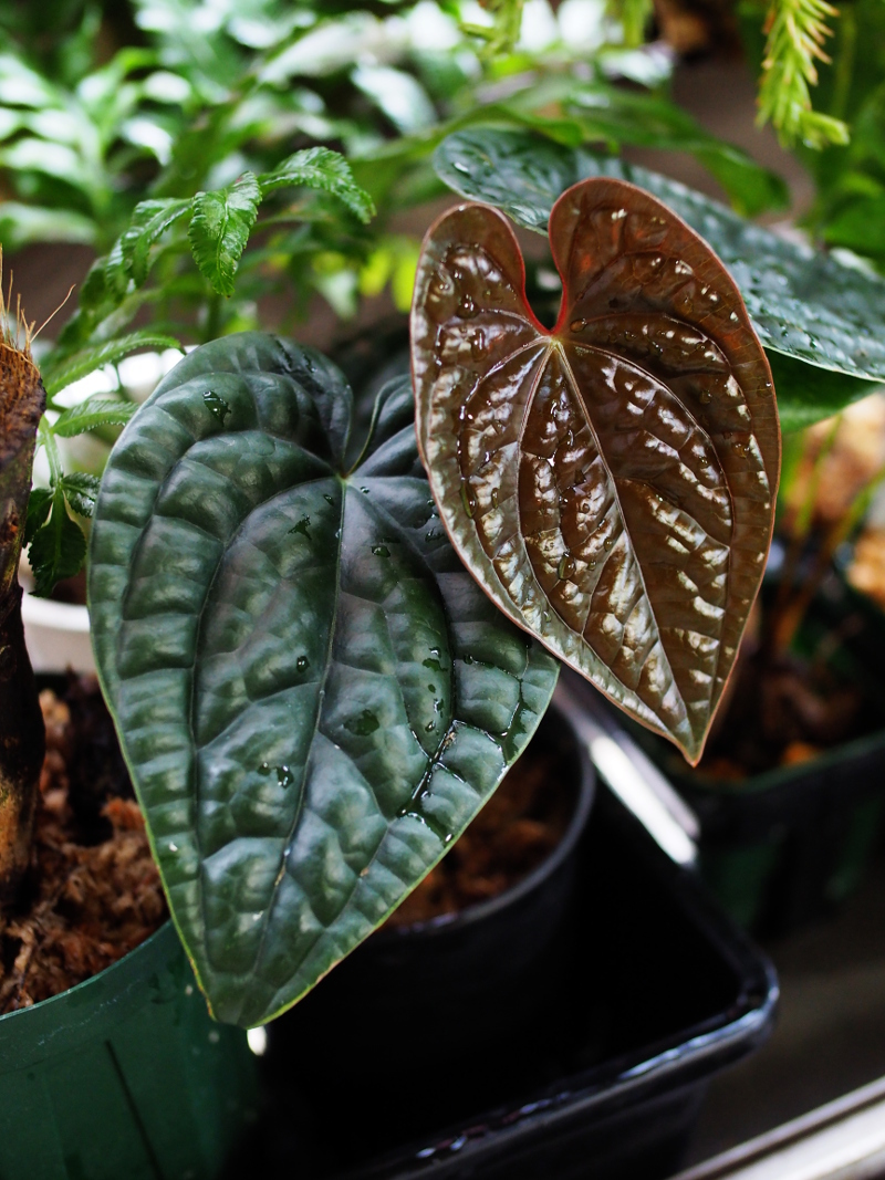 アンスリウム ルクスリアンス Anthurium luxurians