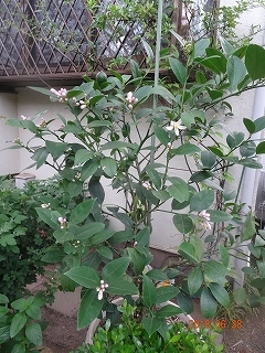 c0147935_21131867.jpg