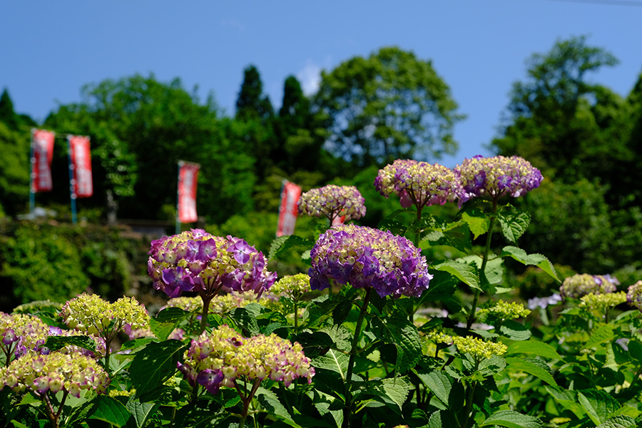 「無彩色の紫陽花」　ー武雄市大聖寺にてー_c0014538_17274562.jpg