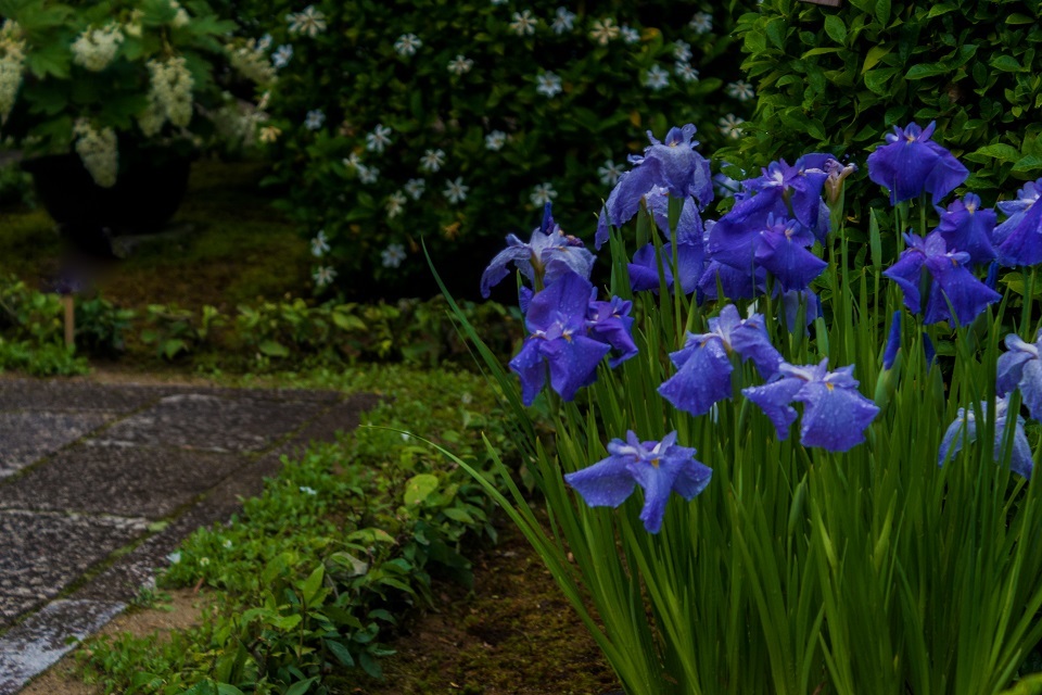 東林院 沙羅の花を愛でる会 鏡花水月