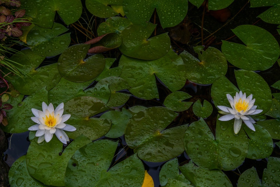 e0363038_10372727.jpg