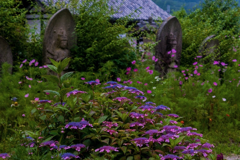 般若寺の紫陽花と初夏コスモス_e0363038_13315142.jpg