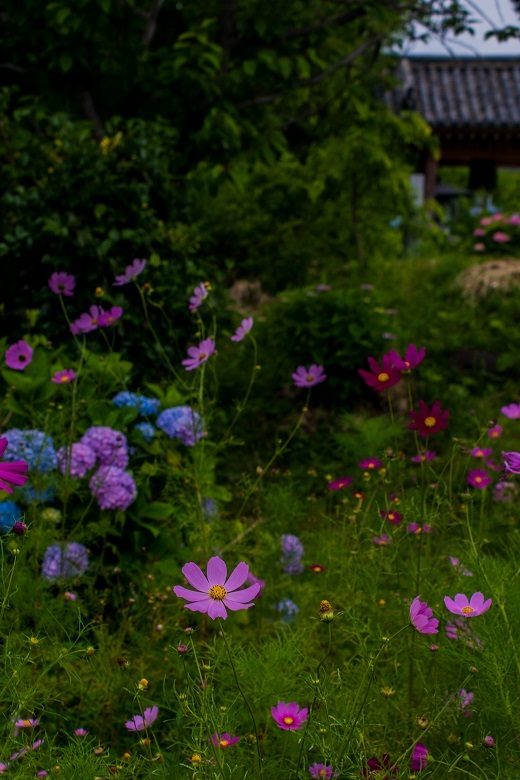 般若寺の紫陽花と初夏コスモス_e0363038_13320791.jpg