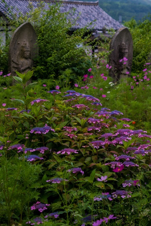 般若寺の紫陽花と初夏コスモス_e0363038_13322216.jpg