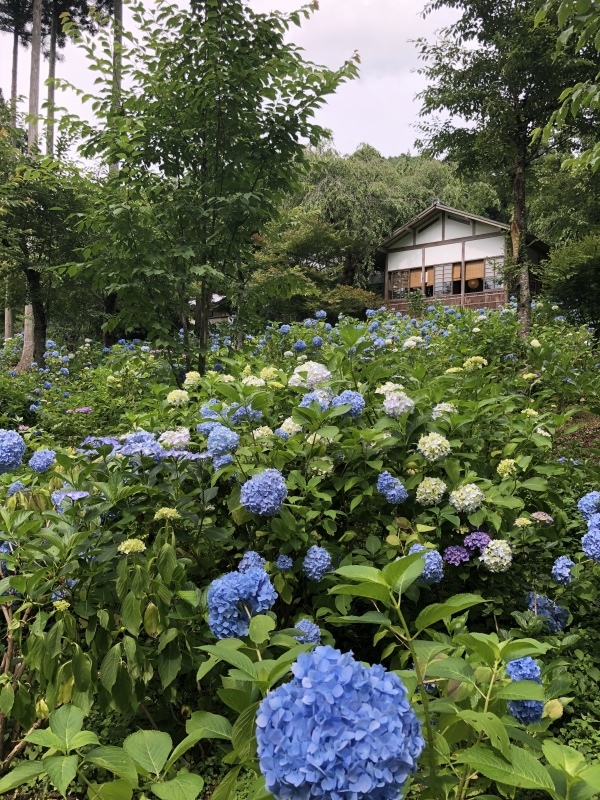 京都大原三千院_d0282139_09420777.jpeg