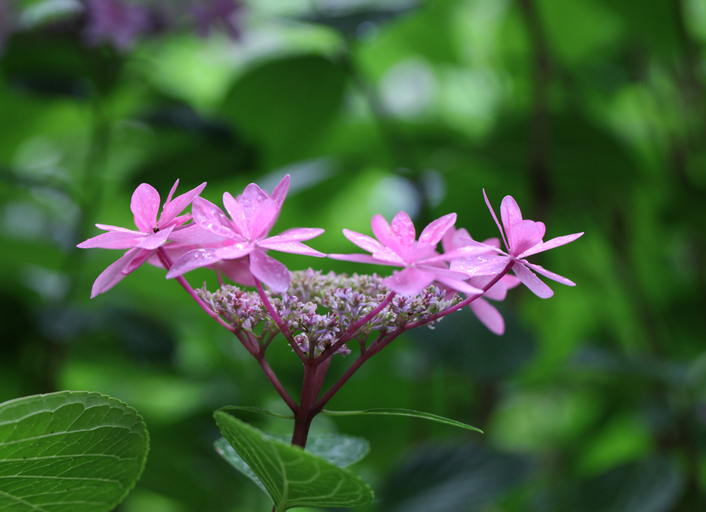 大阪　長居植物園　紫陽花　２_c0108146_20034414.jpg