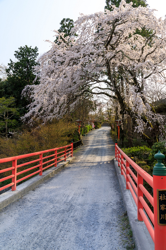 桜咲く京都2018　春爛漫の正法寺（西山）_f0155048_23223796.jpg