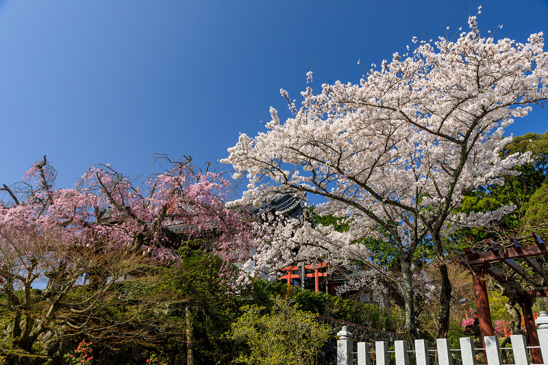 桜咲く京都2018　春爛漫の正法寺（西山）_f0155048_23235240.jpg