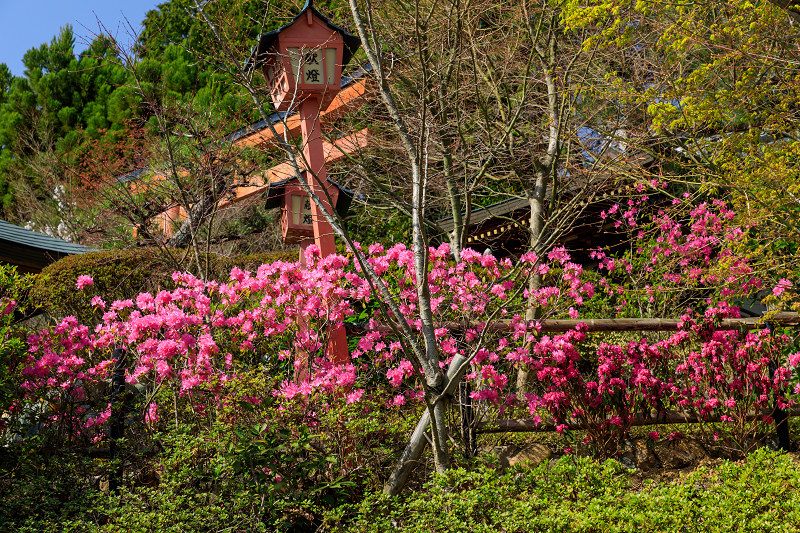 桜咲く京都2018　春爛漫の正法寺（西山）_f0155048_2325366.jpg