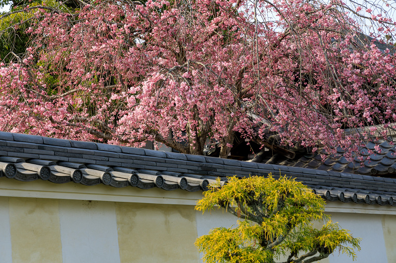 桜咲く京都2018　春爛漫の正法寺（西山）_f0155048_23263381.jpg