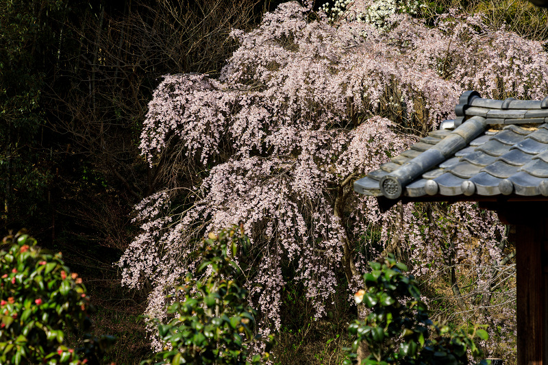 桜咲く京都2018　春爛漫の正法寺（西山）_f0155048_2332951.jpg