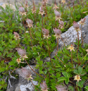 早池峰山（２０１８・６・２６）_a0296449_14554663.jpg