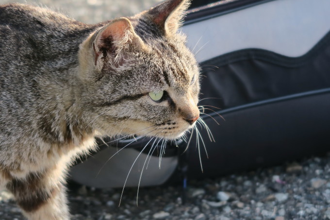 海に住む猫のお話_e0348754_20135822.jpg