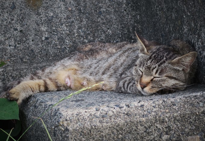 海に住む猫のお話_e0348754_20152969.jpg