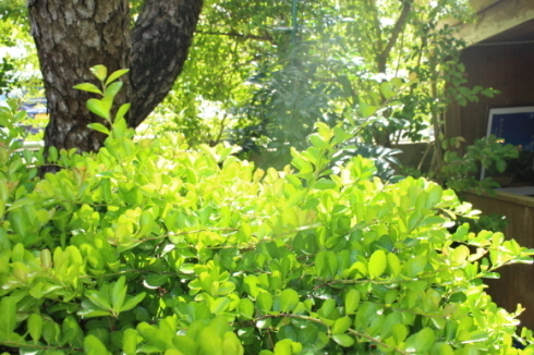 f0367954_10424948.jpg