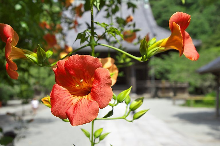 妙本寺（６月２６日）_c0057265_12244537.jpg