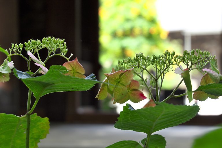 妙本寺（６月２６日）_c0057265_12271512.jpg