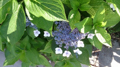 中川口緑地 アジサイ、アベリア開花の様子_d0338682_09293818.jpg