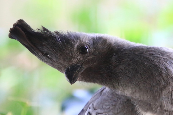 灼熱の上野_b0016600_2213389.jpg
