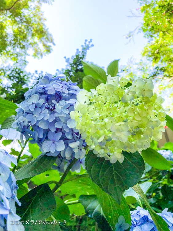 写真日記・梅雨明け宣言の日の新宿御苑-①花と景色編_c0336400_23145046.jpg