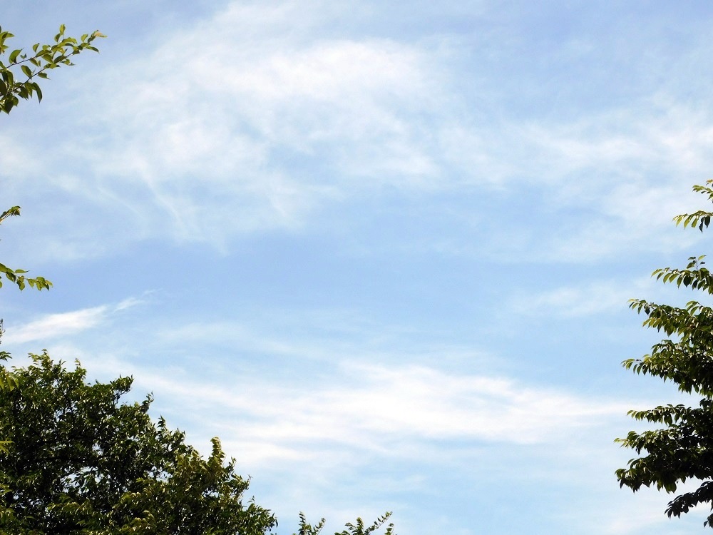 霞空の「青天」_b0301101_11333873.jpg