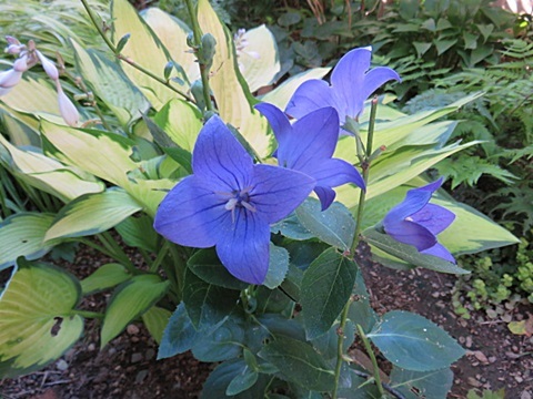 d0046702_08034289.jpg