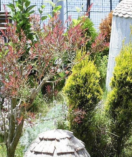 お洒落なレッドスターの使い方とピクお勧めのメラレウカレッドジェム Natural Gardening