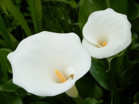忍者の里の白い花（fleurs blanches au village du ninja） - ももさへづり＊やまと編＊cent chants d'une chouette (Yamato＊Japon)