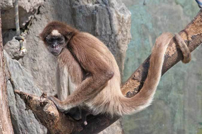 ブラウンケナガクモザル 驚異の尻尾力 江戸川区自然動物園 続々 動物園ありマス