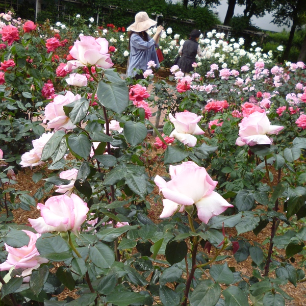 d0352628_14563329.jpg