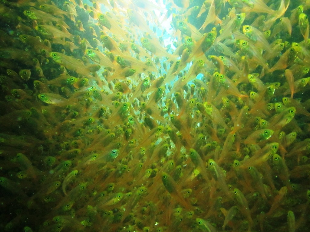 楽しい海でしたよ~♪_a0189838_05430478.jpg