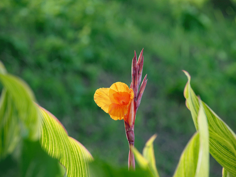 d0290240_10251924.gif