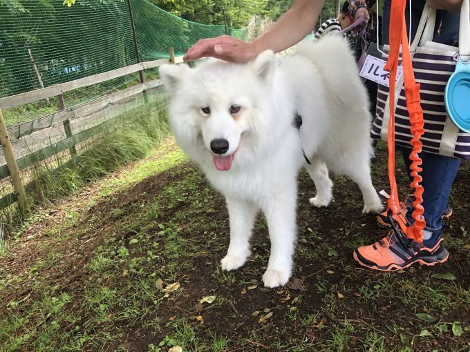 ドッグリゾートWoof サモエドパピーと遊ぼう! その3_f0128542_02174637.jpg