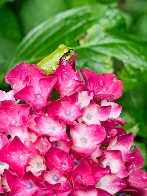 梅雨とアジサイとカエル 朽木小川より Itiのデジカメ日記 高島市