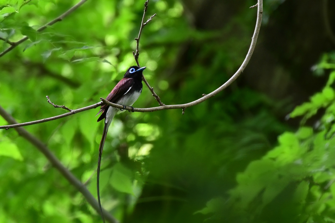 サンコウチョウ_f0053272_23023179.jpg