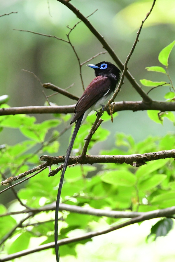 サンコウチョウ_f0053272_23061092.jpg