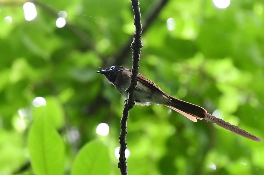 サンコウチョウ_f0053272_23180009.jpg