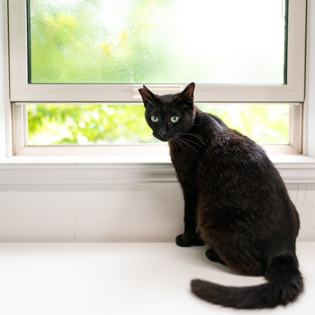 黒猫ちゃん お外に帰る 猫と夕焼け