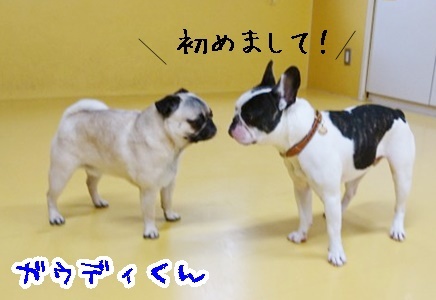 楽しいドッグラン_f0357682_11213774.jpg