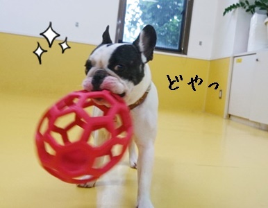 楽しいドッグラン_f0357682_11214495.jpg