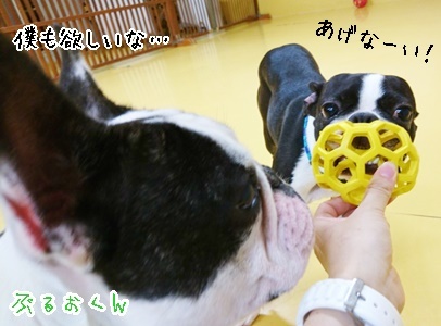 楽しいドッグラン_f0357682_12011275.jpg