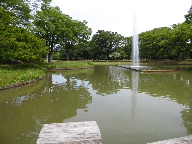 代々木公園から奥渋通って渋谷駅へ♪　カルガモ親子にはまだ会えなかったけど♪_b0287088_21554367.jpg