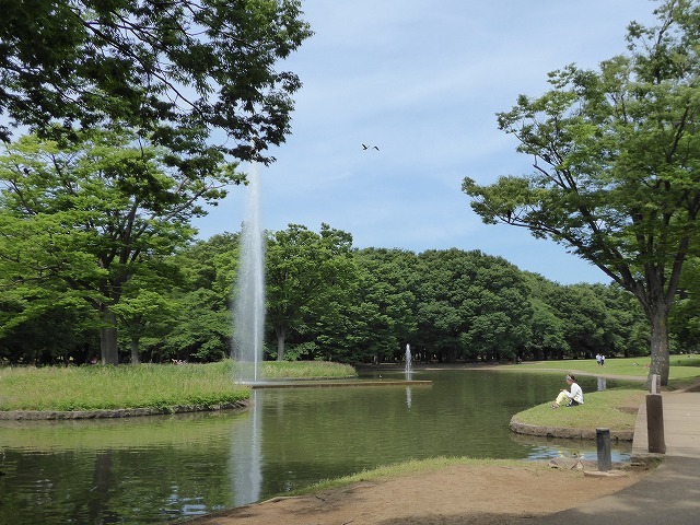 代々木公園から奥渋通って渋谷駅へ♪　カルガモ親子にはまだ会えなかったけど♪_b0287088_21564290.jpg