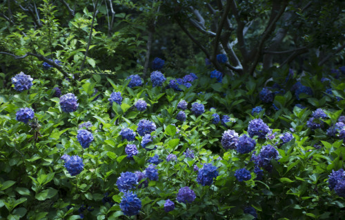 森の中のアジサイ 綺麗だった Photo Fu Ko