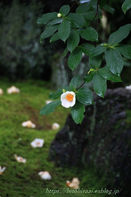 京都 妙心寺 東林院 沙羅の花を愛でる会 暮らしを紡ぐ
