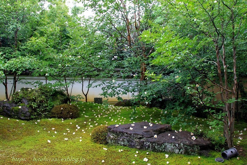 京都 妙心寺 東林院 沙羅の花を愛でる会 暮らしを紡ぐ